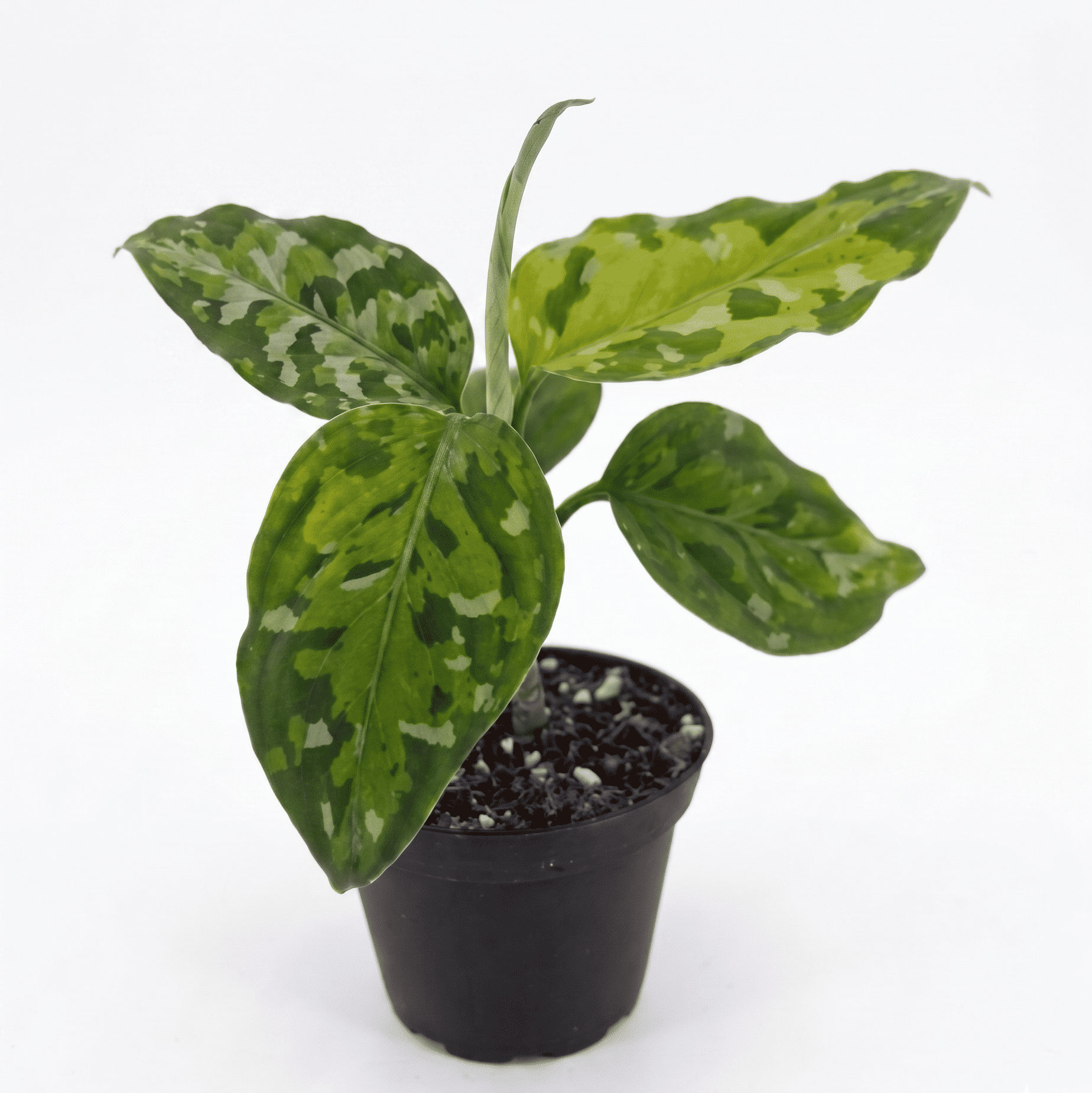 Aglaonema