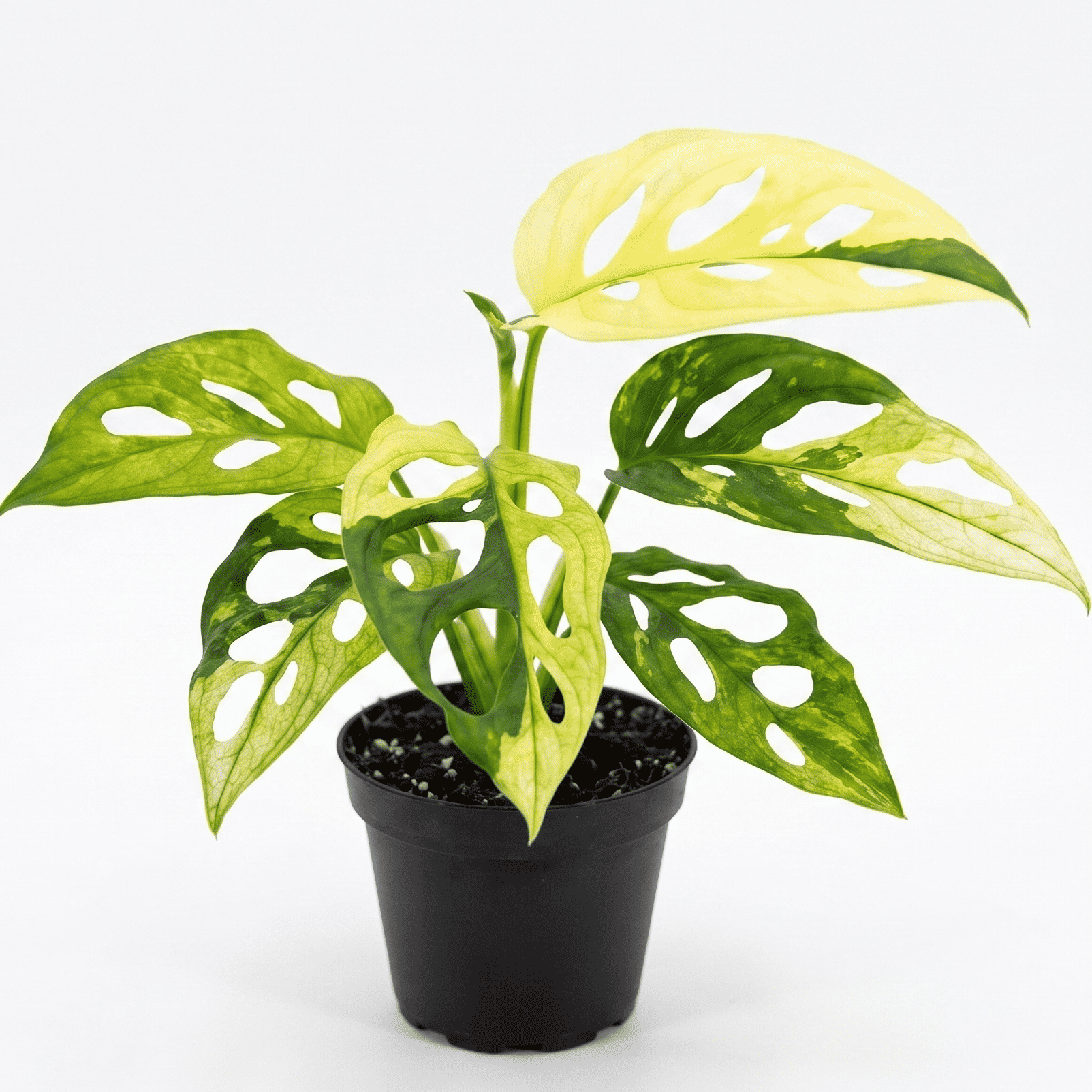 Monstera