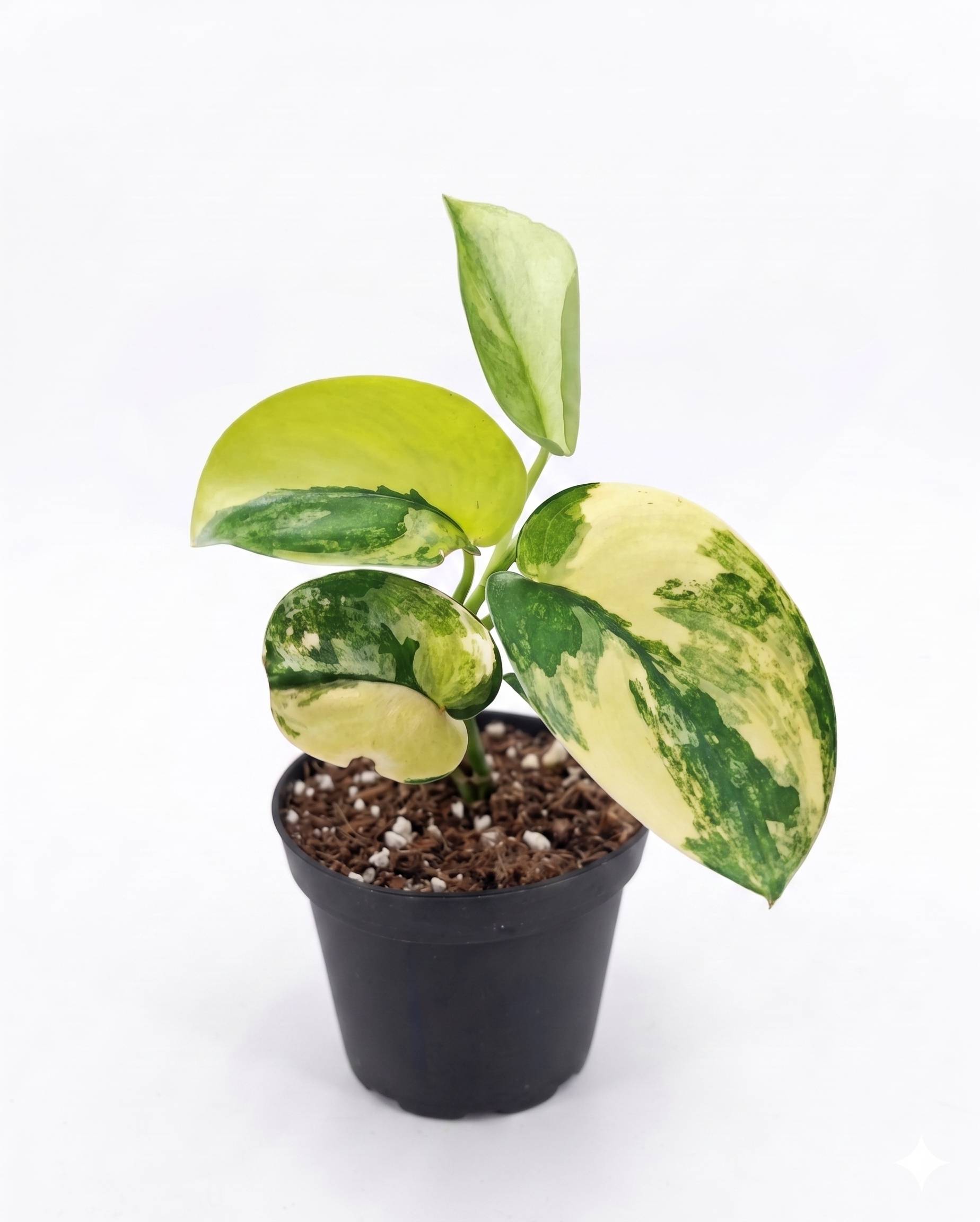 Scindapsus