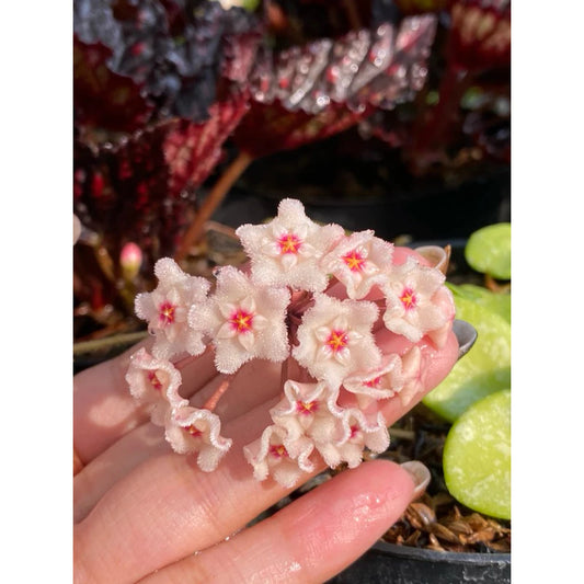 Hoya 'Mathilde' Splash