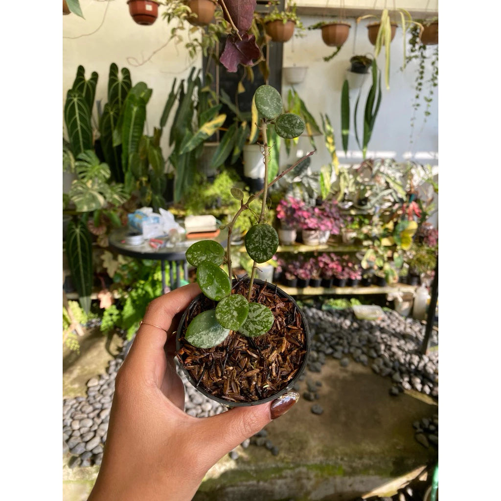 Hoya 'Mathilde' Splash