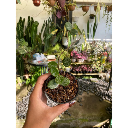 Hoya 'Mathilde' Splash