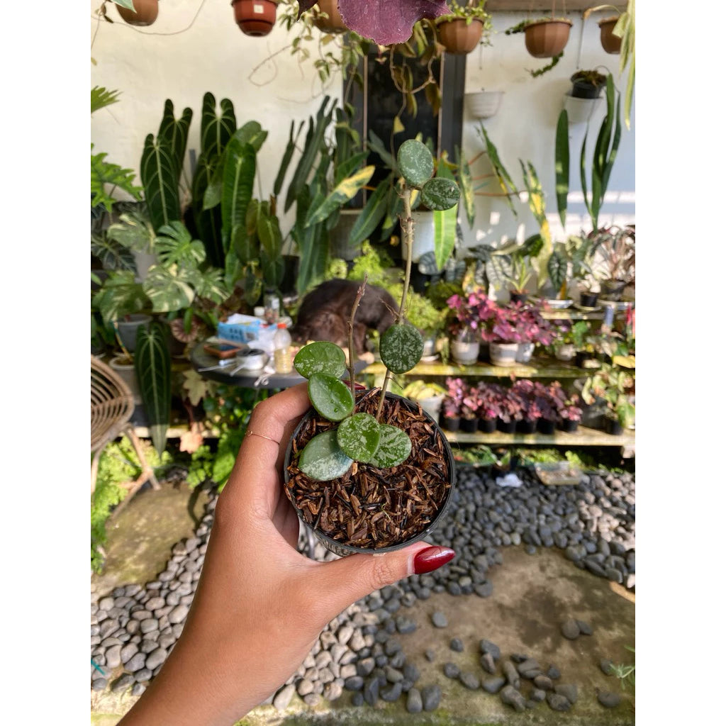 Hoya 'Mathilde' Splash