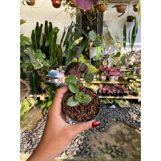 Hoya 'Mathilde' Splash