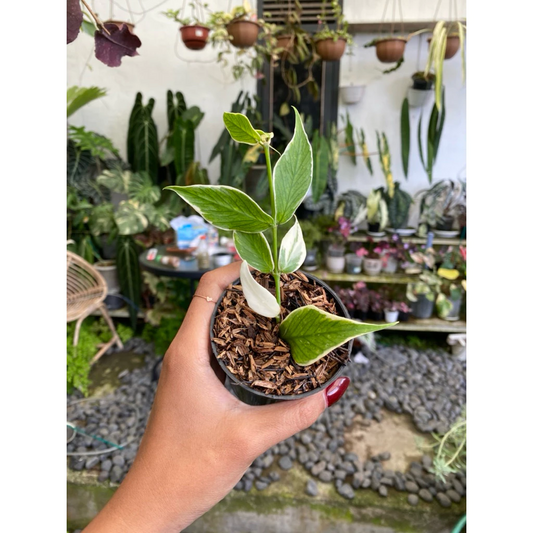 Hoya Polyneura Variegated