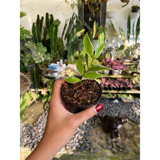Hoya Polyneura Variegated