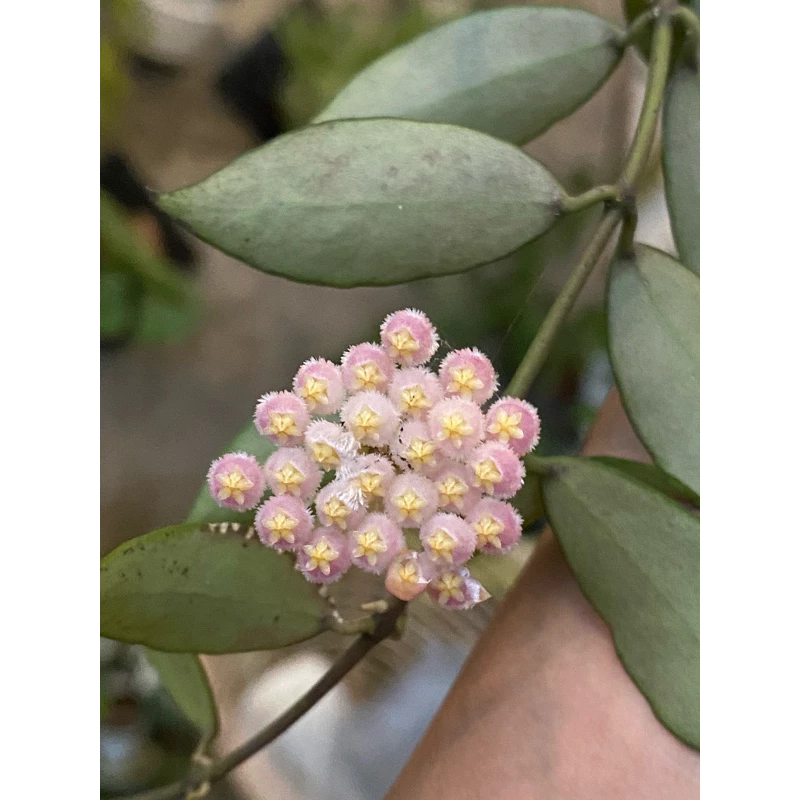 Hoya 'Rebecca'