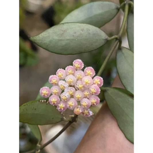 Hoya 'Rebecca'