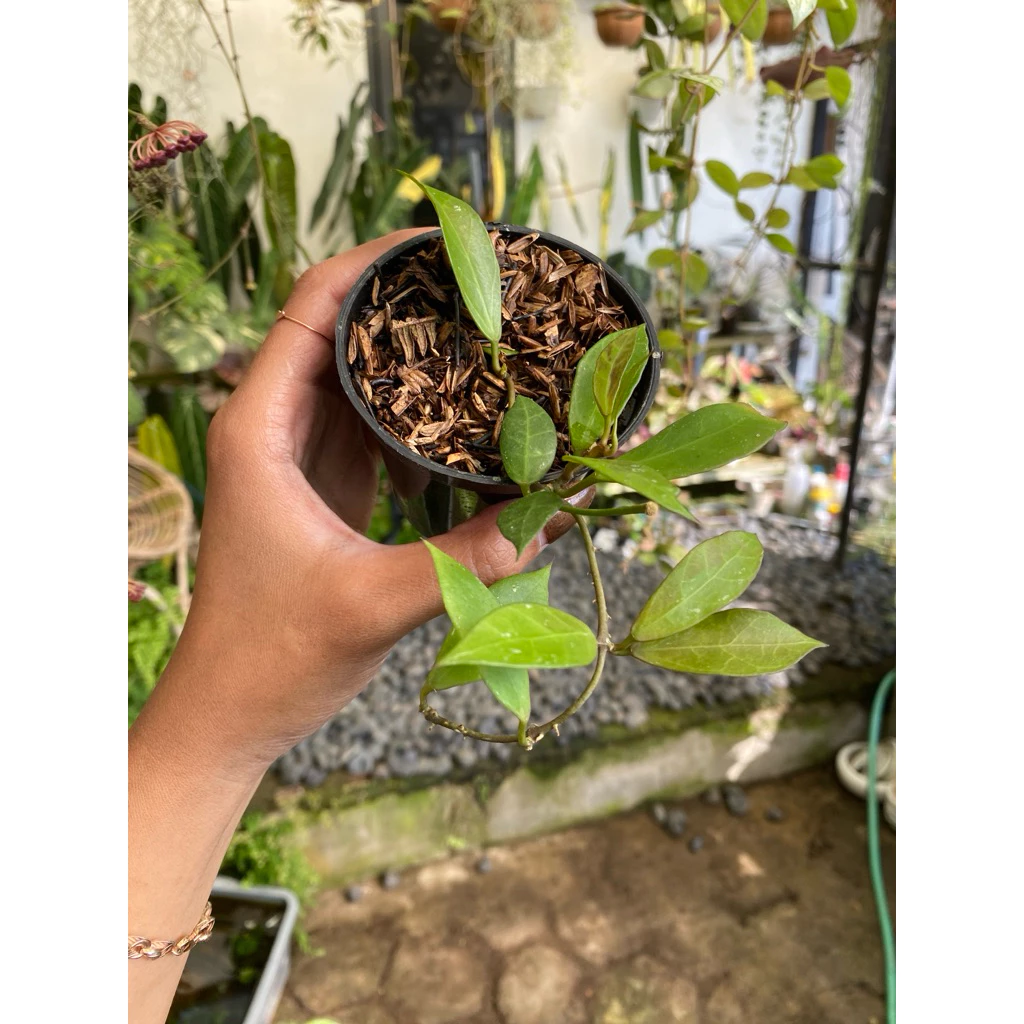 Hoya 'Rebecca'