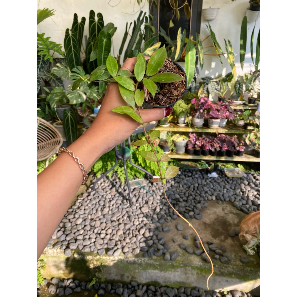 Hoya 'Rebecca'