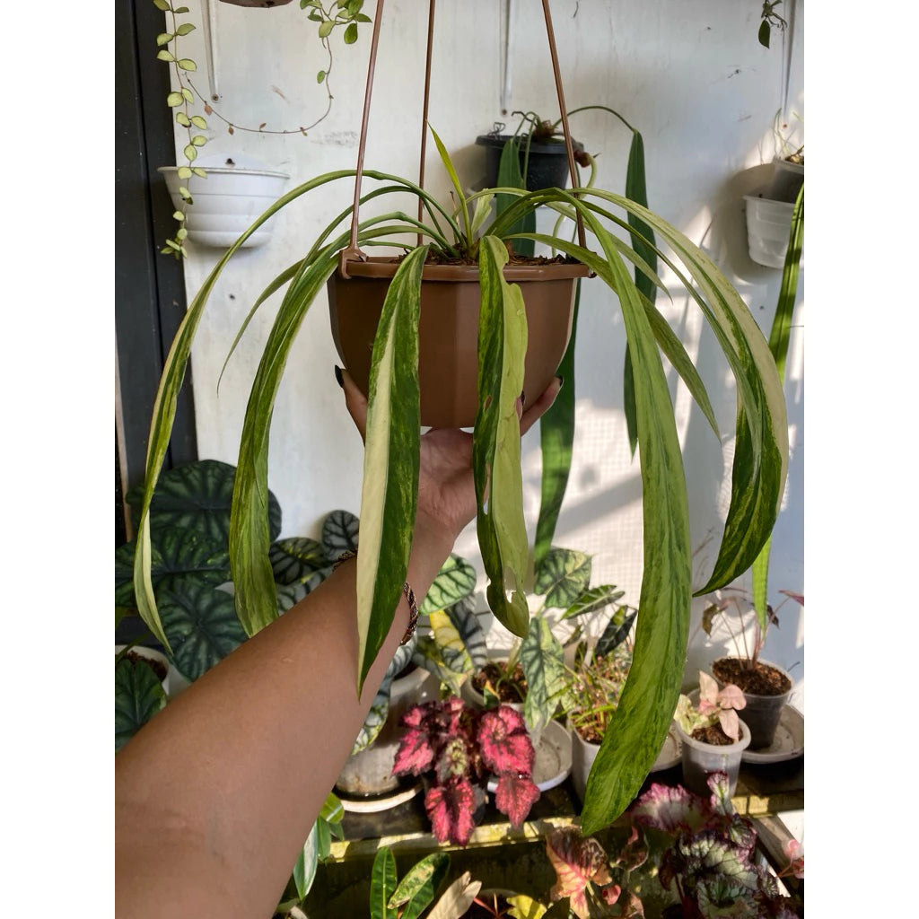 Anthurium vittarifolium 'Tricolor Variegata'