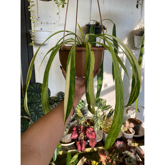 Anthurium vittarifolium 'Tricolor Variegata'