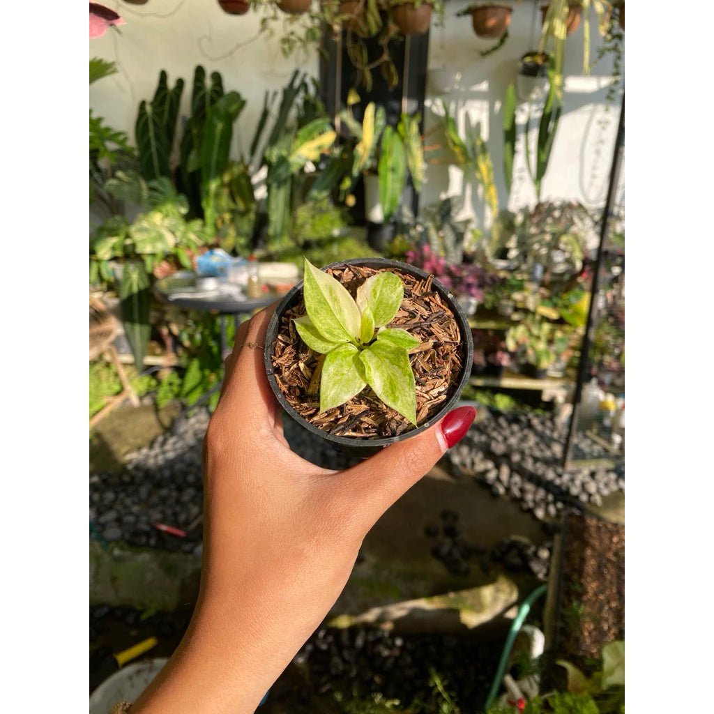 Anthurium vittarifolium 'Tricolor Variegata'
