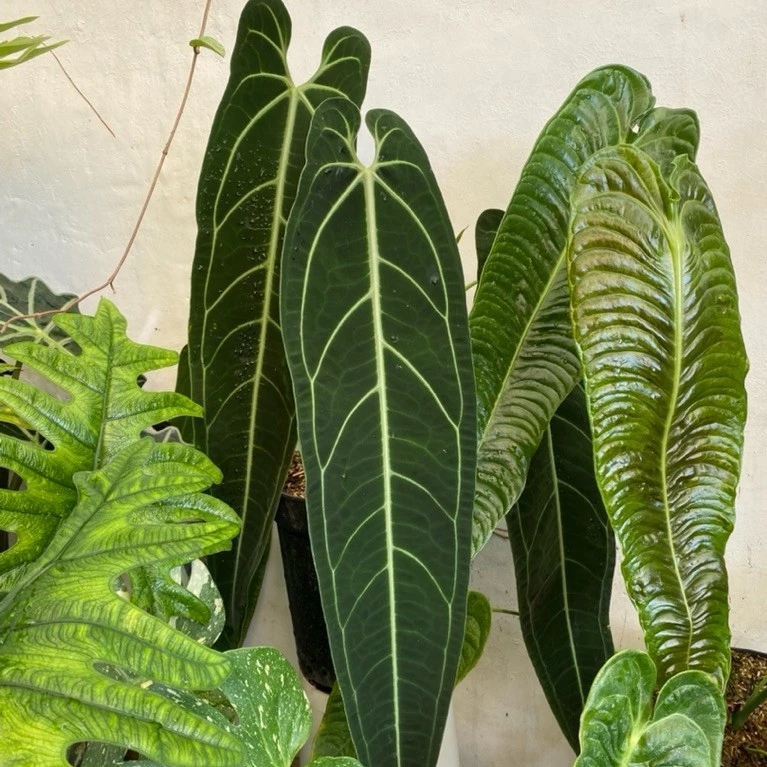 anthurium queen narrow dark Anthurium warocqueanum 'Narrow Dark Form'