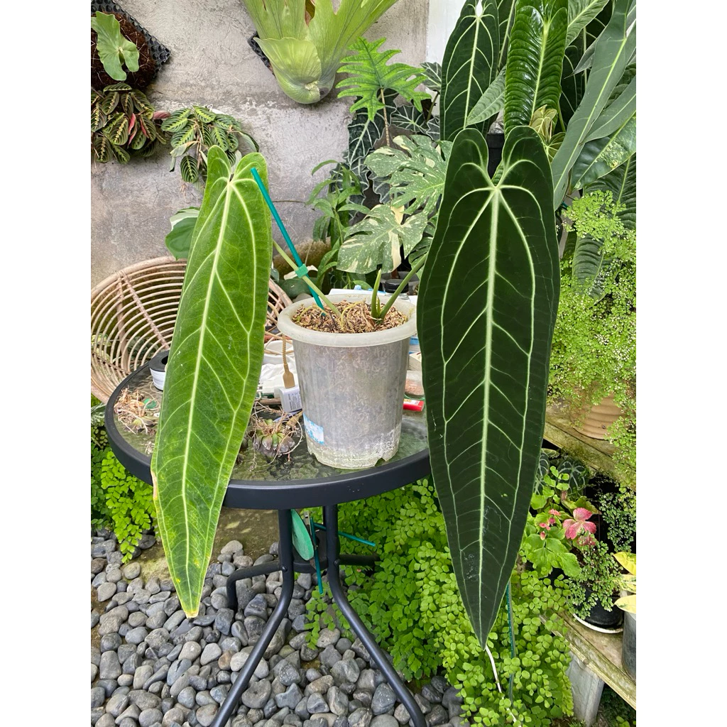Anthurium warocqueanum 'Narrow Dark Form'