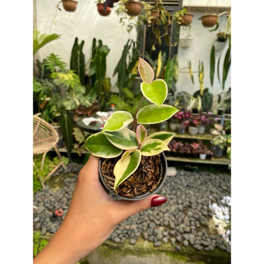 Hoya Carnosa 'Krimson Queen'