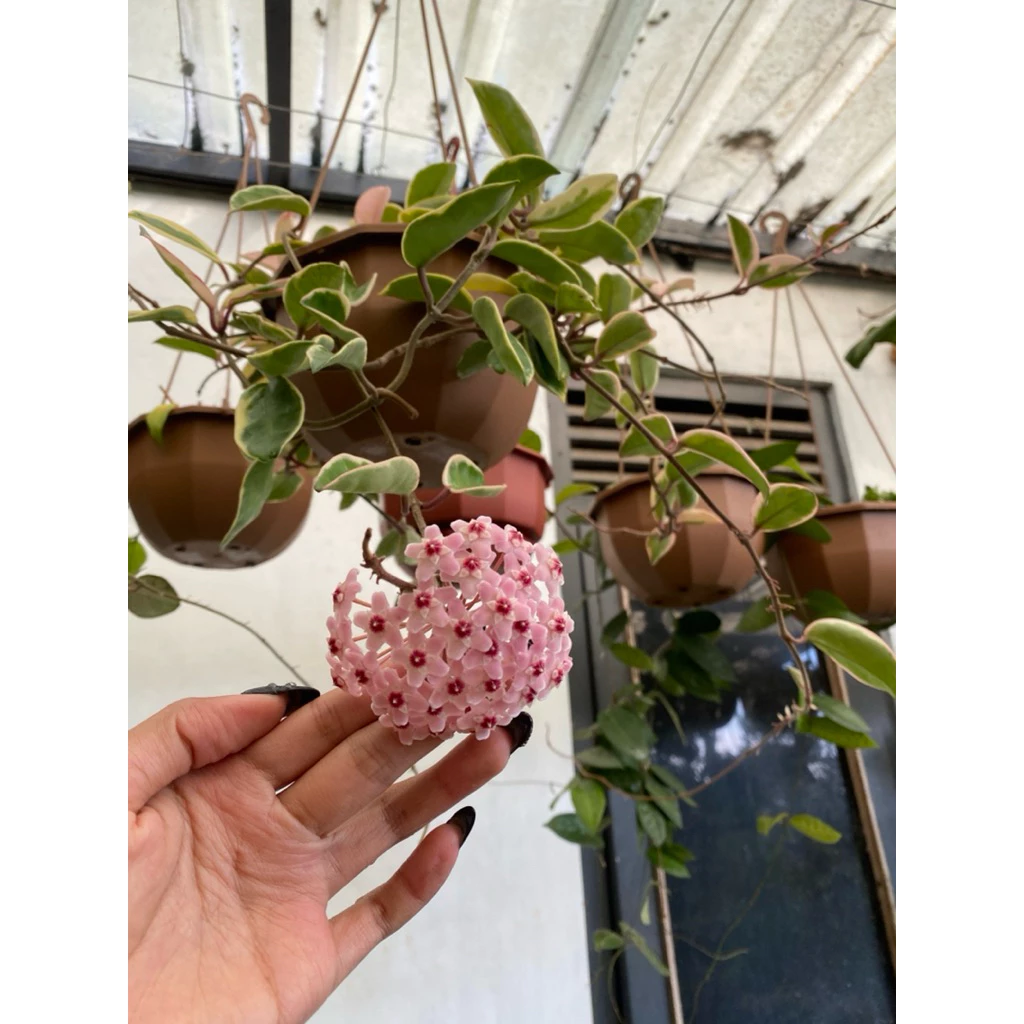 Hoya Carnosa 'Krimson Queen'