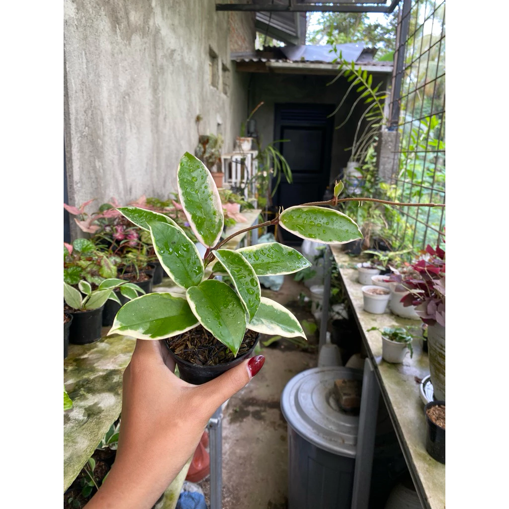 Hoya Carnosa 'Krimson Queen'