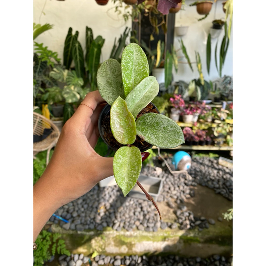 Hoya Carnosa 'Nova Ghost'