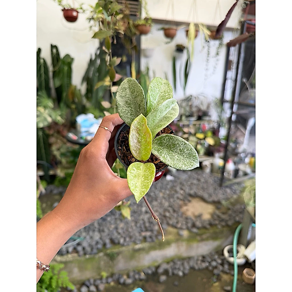 Hoya Carnosa 'Nova Ghost'