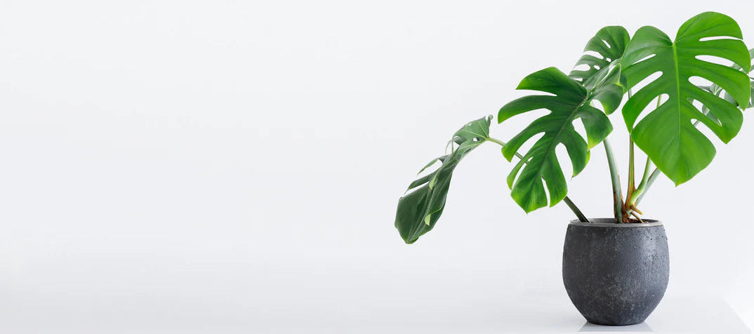 Potted plant with large green leaves on a white background